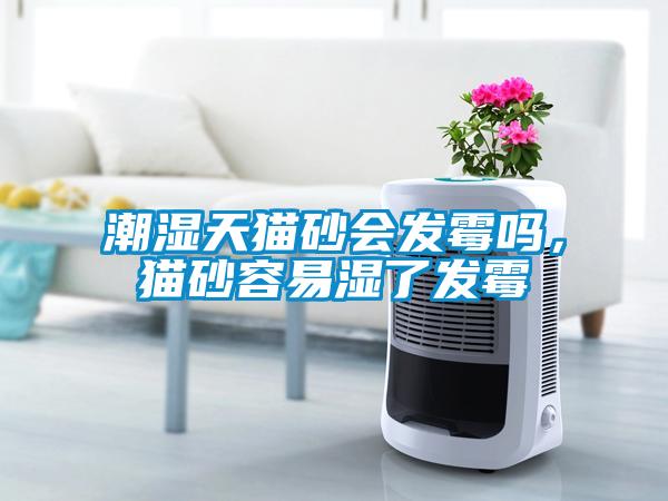 潮濕天貓砂會發霉嗎，貓砂容易濕了發霉