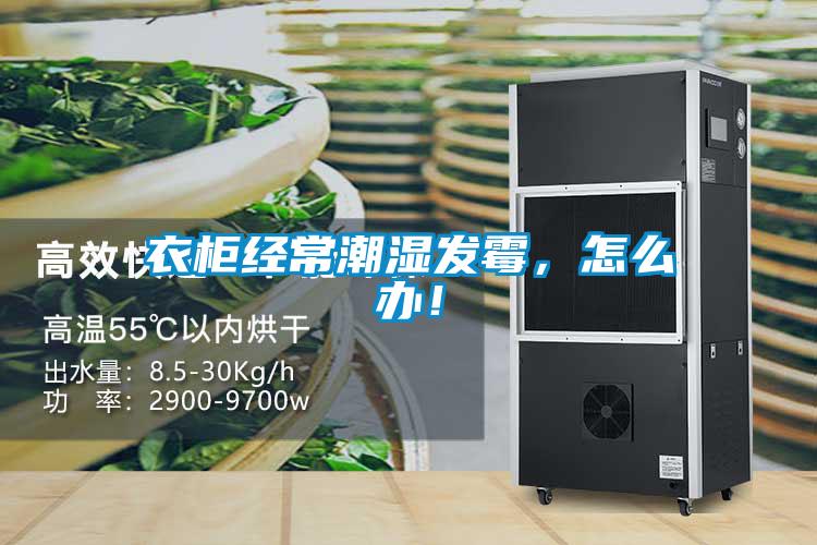 衣柜經(jīng)常潮濕發(fā)霉，怎么辦！