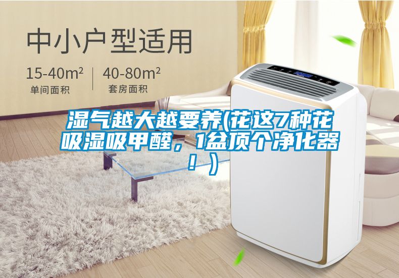 濕氣越大越要養(花這7種花吸濕吸甲醛，1盆頂個凈化器！)