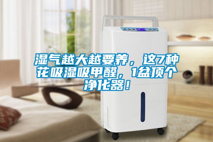 濕氣越大越要養，這7種花吸濕吸甲醛，1盆頂個凈化器！
